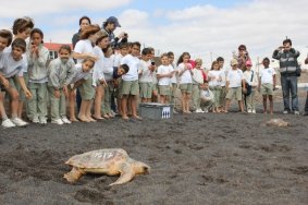 Liberación de tortugas marinas en la playa de Cofete (Fuerteventura)